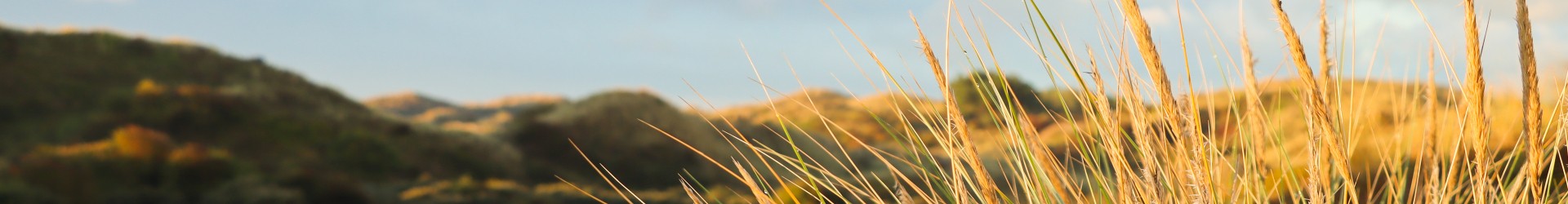 duinen.jpg