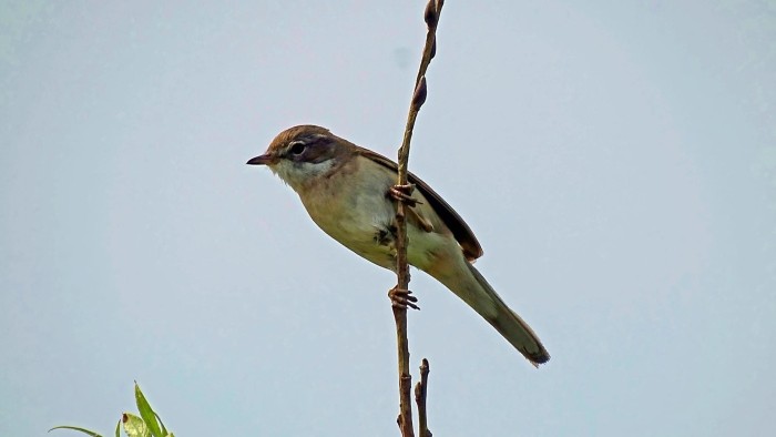 Egmond vogel vogelspotten takje boom