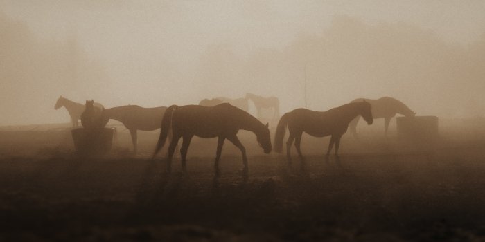 janko_ferlic_unsplash_paarden_blog