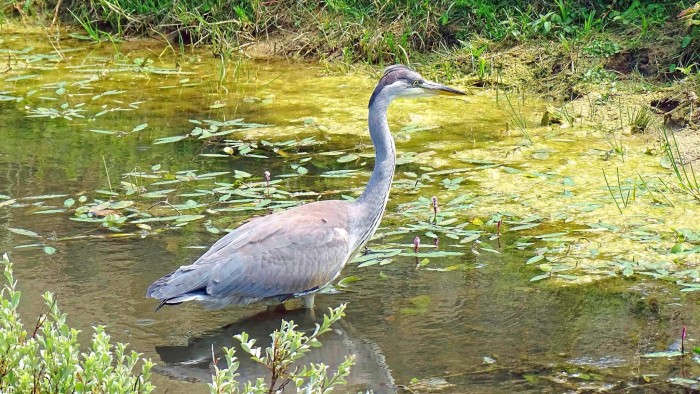 Egmond natuurplas reiger vogelspotten badderen