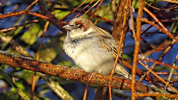 Egmond vogelspotten mus boom