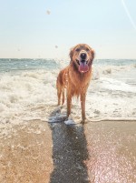 hond_elisa_kennemer_unsplash