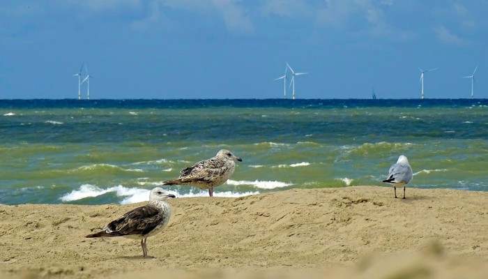 Egmond strand zeemeeuwen zee