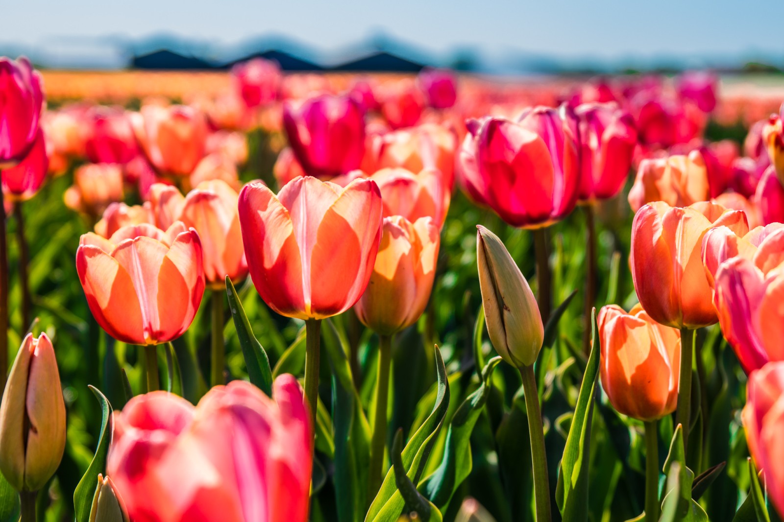 Voorjaar_tulpen_rood.jpg