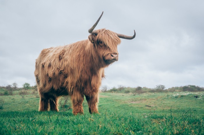 Schotse Hooglander - Unsplash(2)