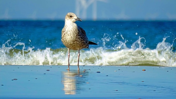 Egmond zee zeemeeuw opspattend water strand