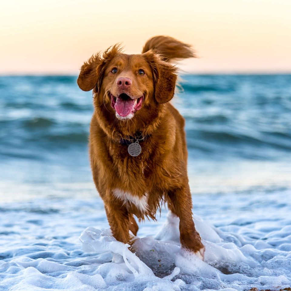 sleuf Cilia bladeren De fijnste vakantieverblijven voor hond en baas in Egmond aan Zee - Hotel in Egmond sleuf Cilia bladeren De fijnste vakantieverblijven voor hond en baas in Egmond aan Zee - Hotel in Egmond