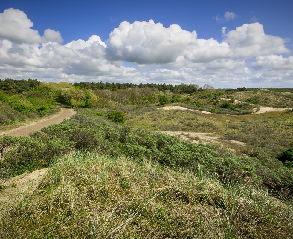 Duinen Egmond aan Zee