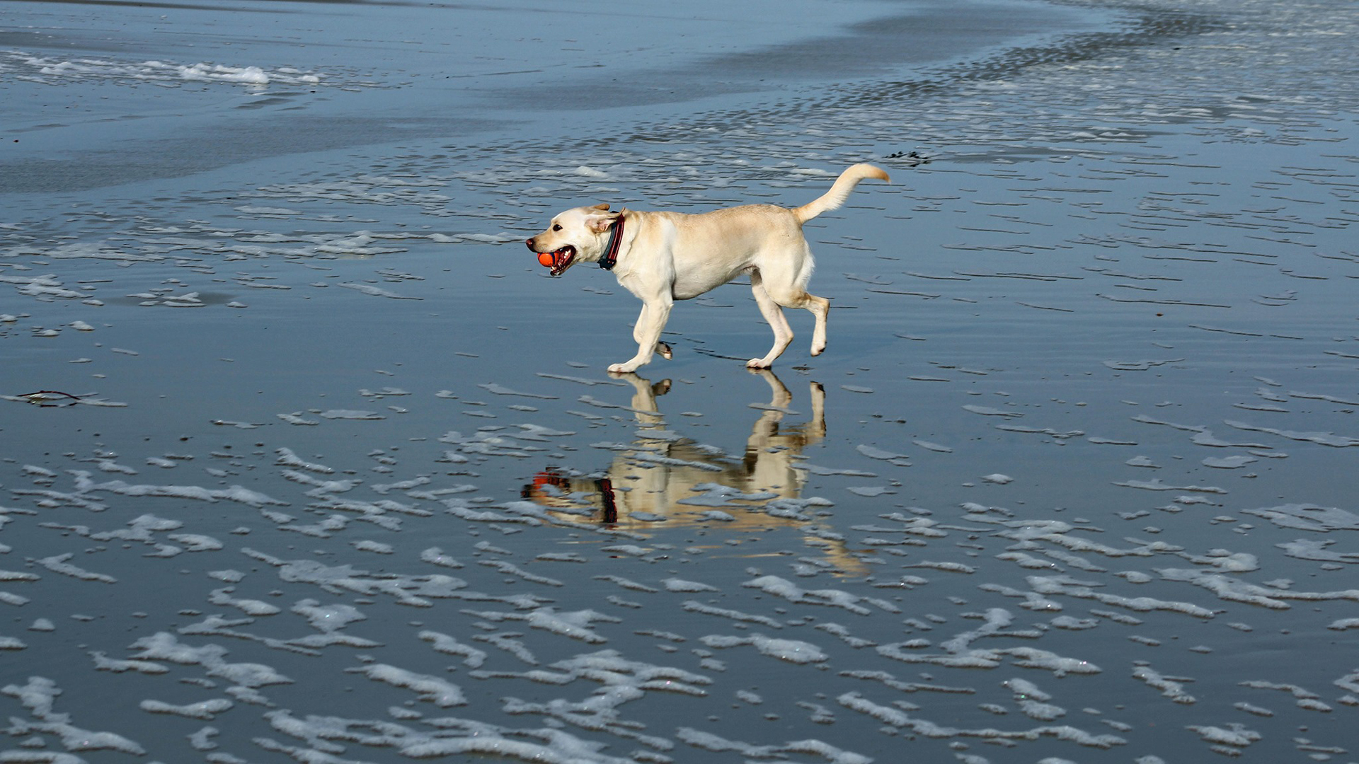 Hond(2).jpg