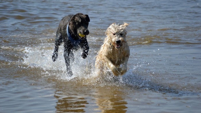 Hond(1)