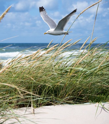 Noordzee-kust-zee-duinen-zeemeeuw.jpg