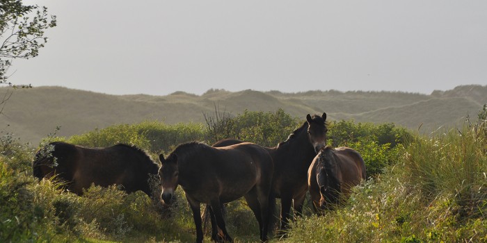 exmoorpony_in_duin