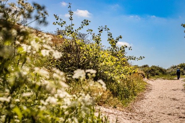 Duinenwandelen.jpg