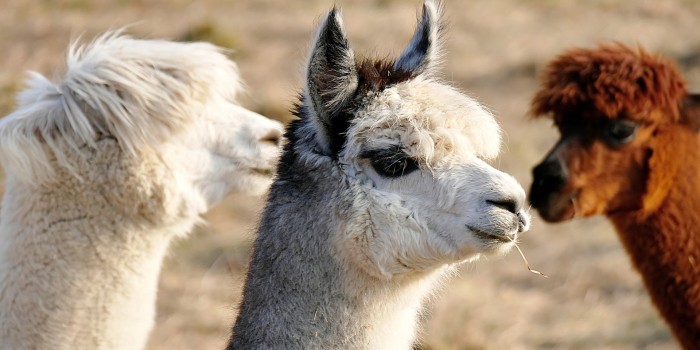 alpaca-gabi